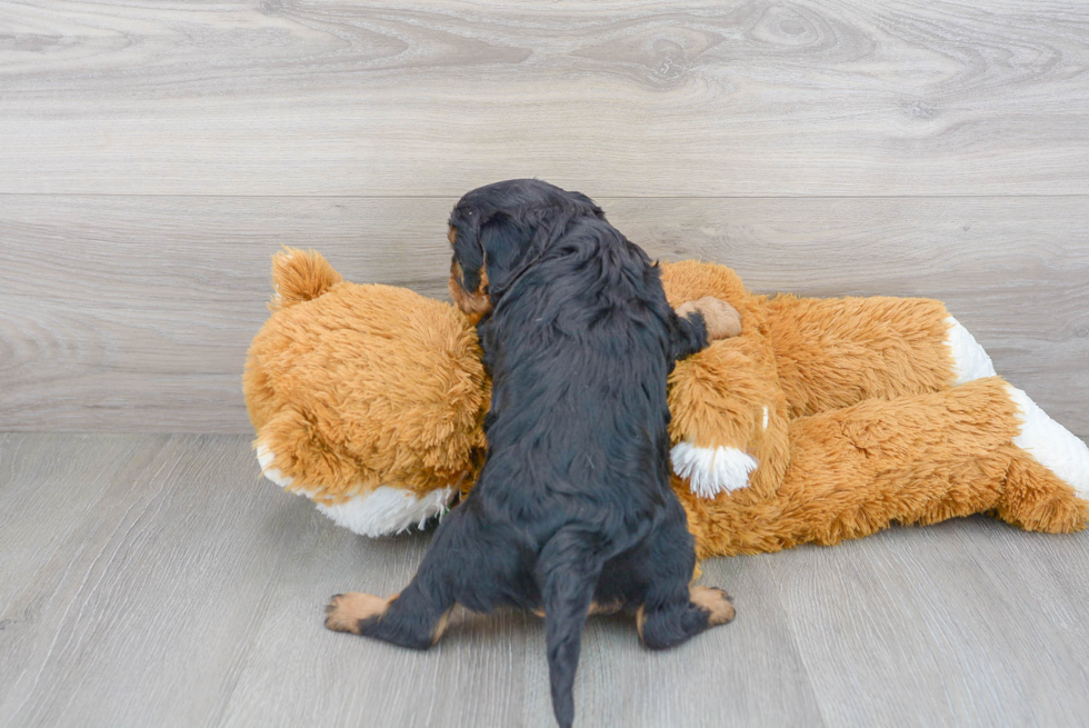 Playful Cavalier King Charles Spaniel Purebred Pup