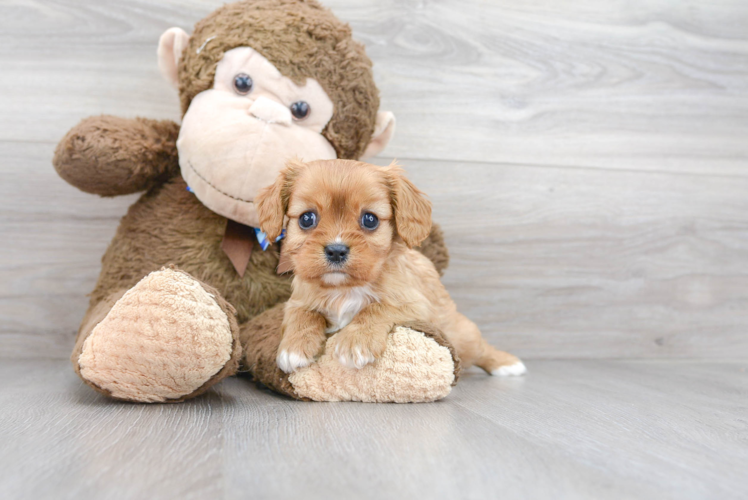 Cavalier King Charles Spaniel Puppy for Adoption