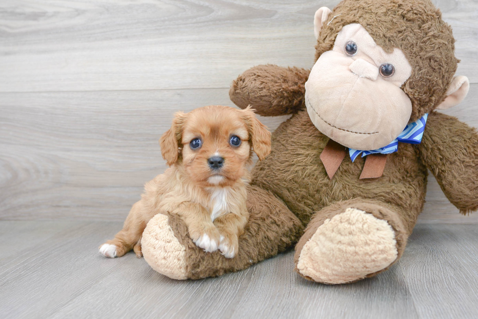 Akc Registered Cavalier King Charles Spaniel Purebred Pup