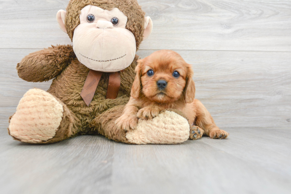 Cavalier King Charles Spaniel Pup Being Cute