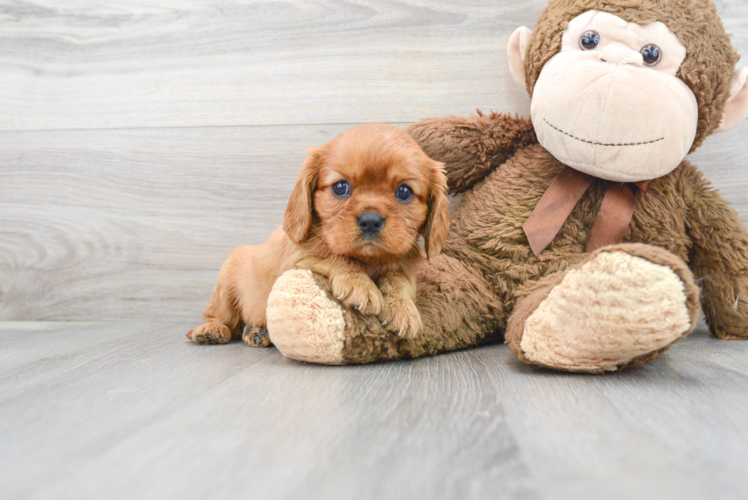 Small Cavalier King Charles Spaniel Baby