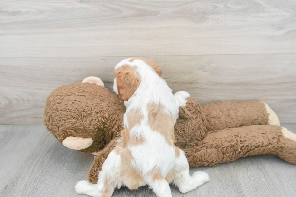 Best Cavalier King Charles Spaniel Baby