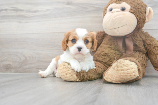 Best Cavalier King Charles Spaniel Baby