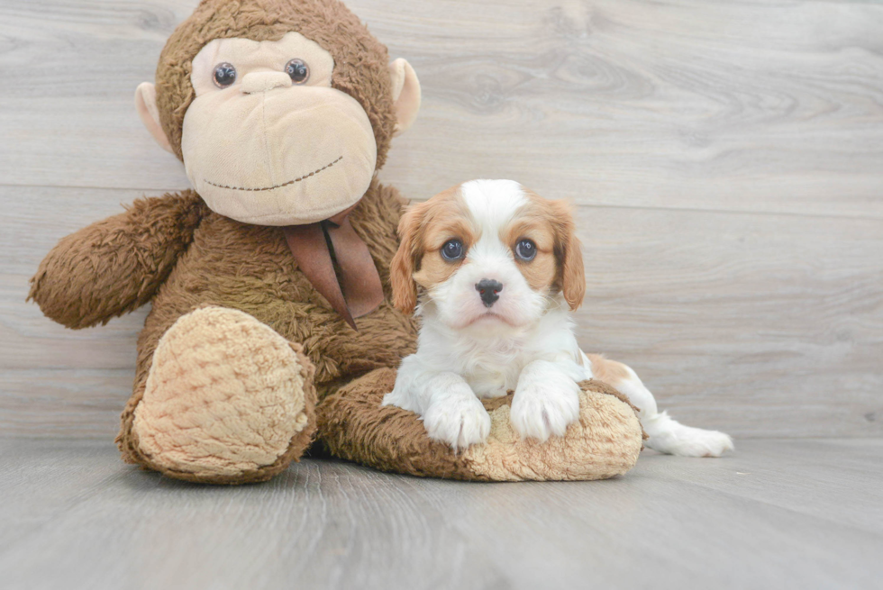 Cavalier King Charles Spaniel Pup Being Cute