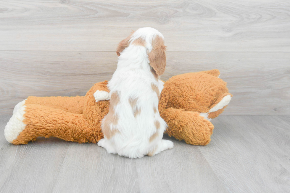 Best Cavalier King Charles Spaniel Baby