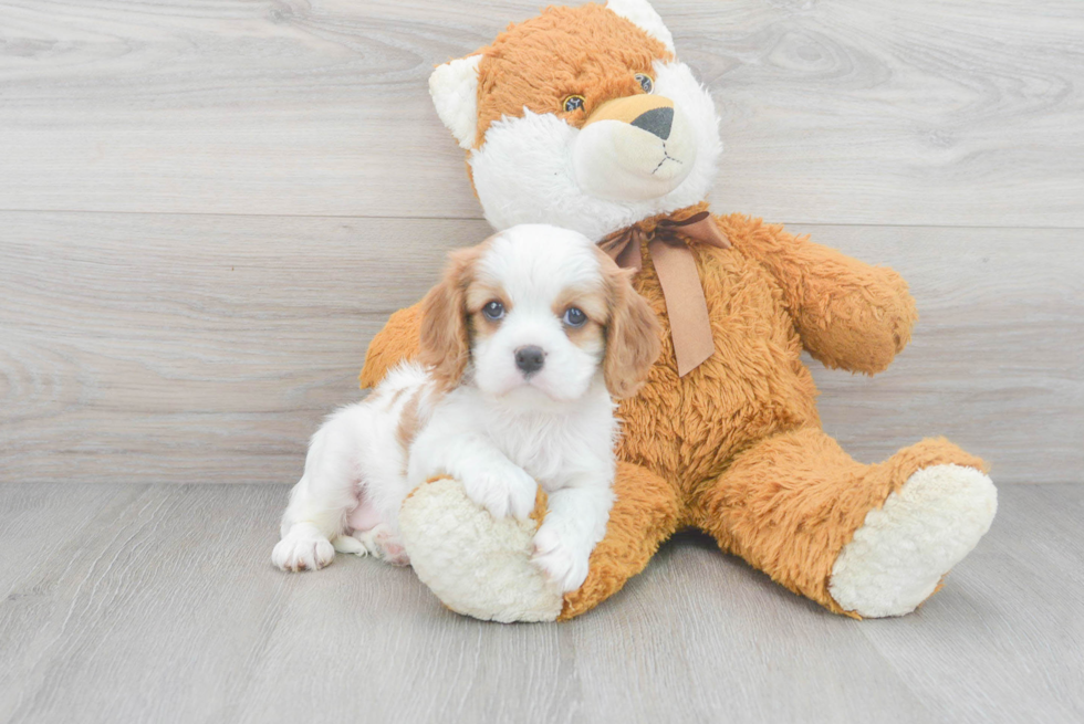 Popular Cavalier King Charles Spaniel Baby