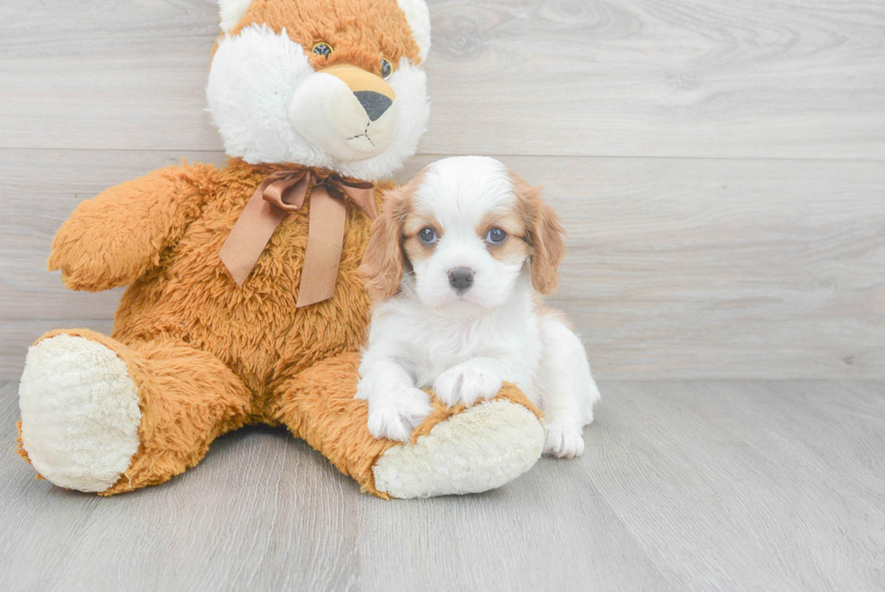 Cavalier King Charles Spaniel Pup Being Cute