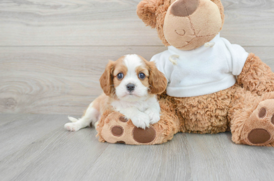 Cavalier King Charles Spaniel Pup Being Cute