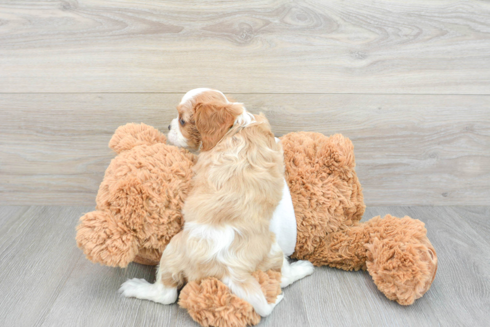 Best Cavalier King Charles Spaniel Baby