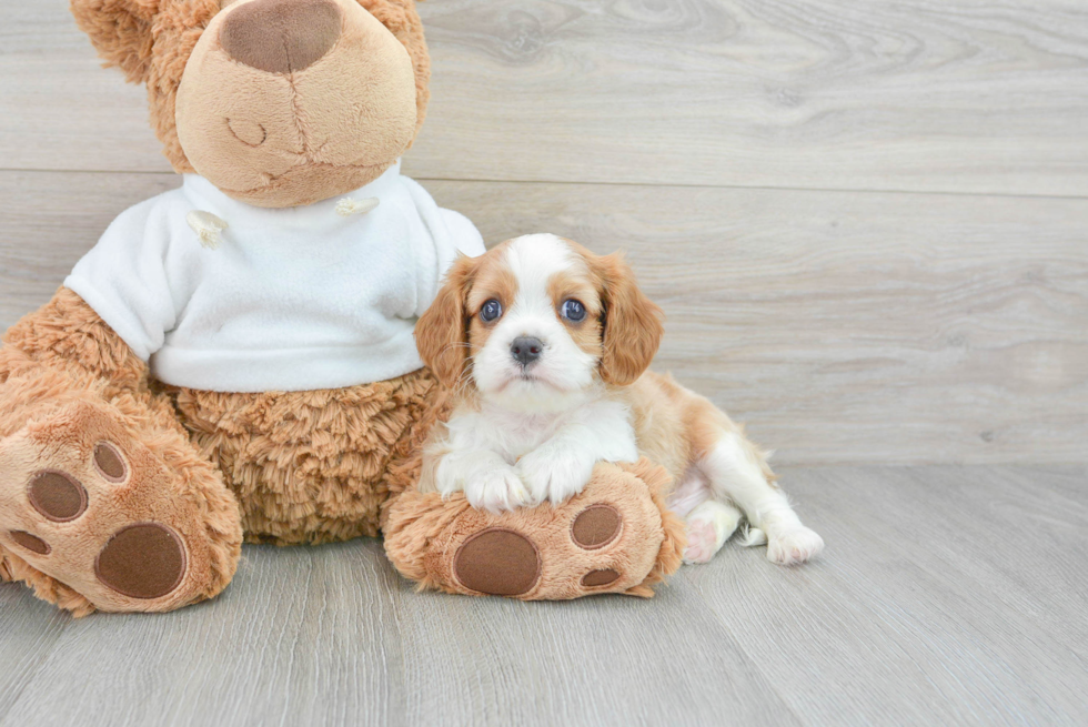 Cute Cavalier King Charles Spaniel Purebred Puppy