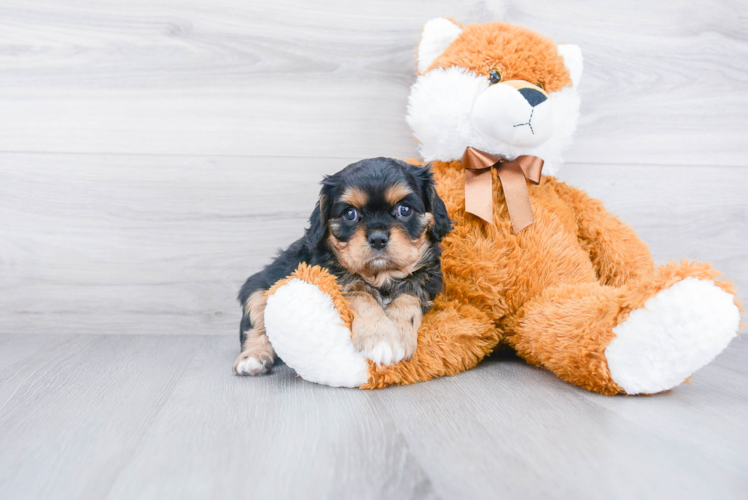 Cavalier King Charles Spaniel Pup Being Cute