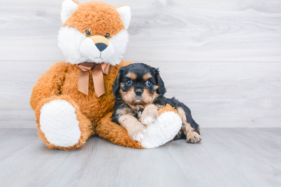 Best Cavalier King Charles Spaniel Baby