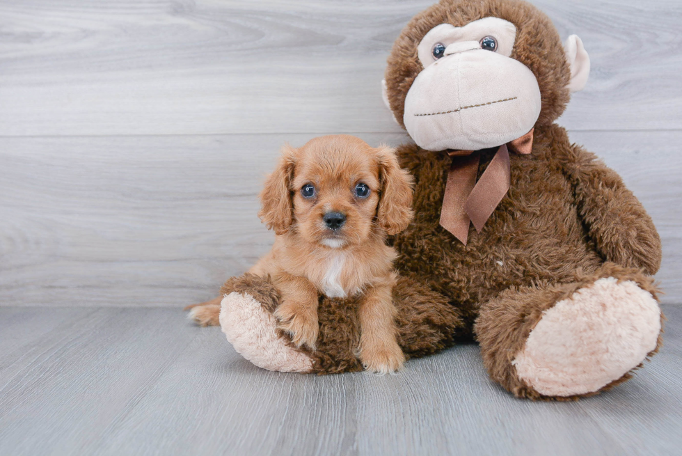 Playful Cavalier King Charles Spaniel Purebred Pup