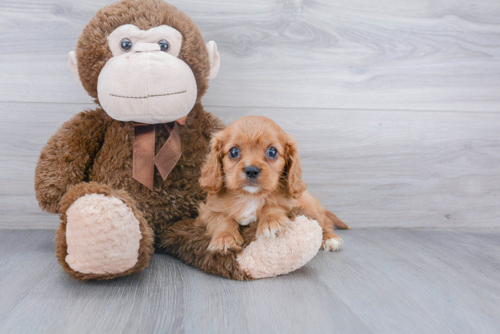 Hypoallergenic Cavalier King Charles Spaniel Baby