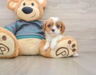 5 week old Cavalier King Charles Spaniel Puppy For Sale - Premier Pups