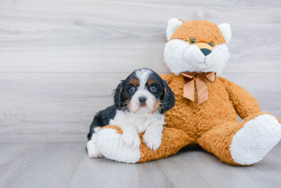 Best Cavalier King Charles Spaniel Baby