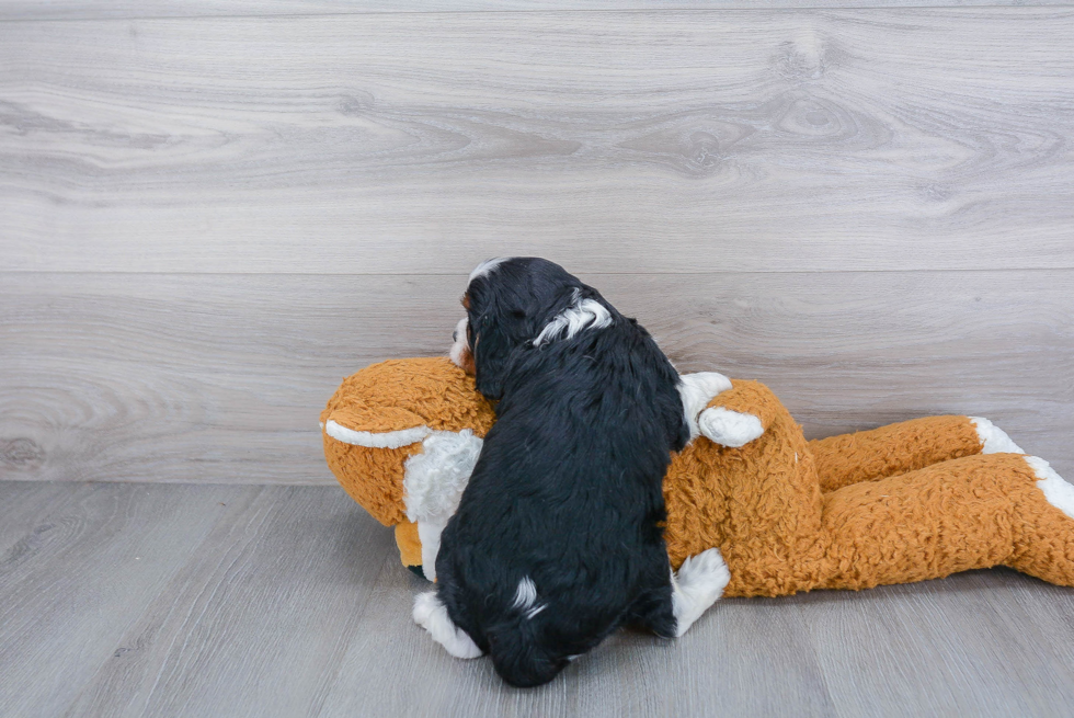 Best Cavalier King Charles Spaniel Baby