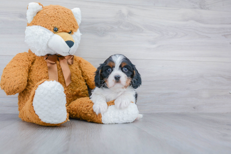 Best Cavalier King Charles Spaniel Baby