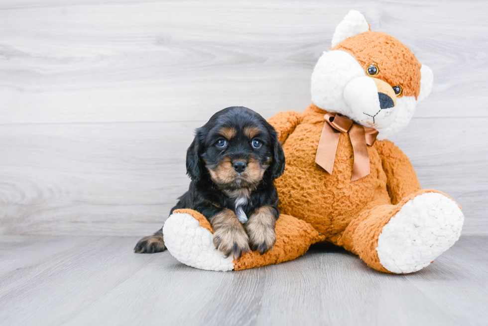 Cavalier King Charles Spaniel Puppy for Adoption