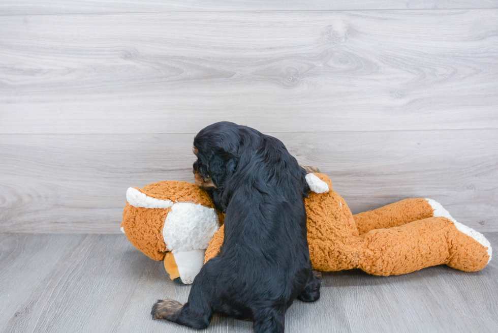 Popular Cavalier King Charles Spaniel Purebred Pup