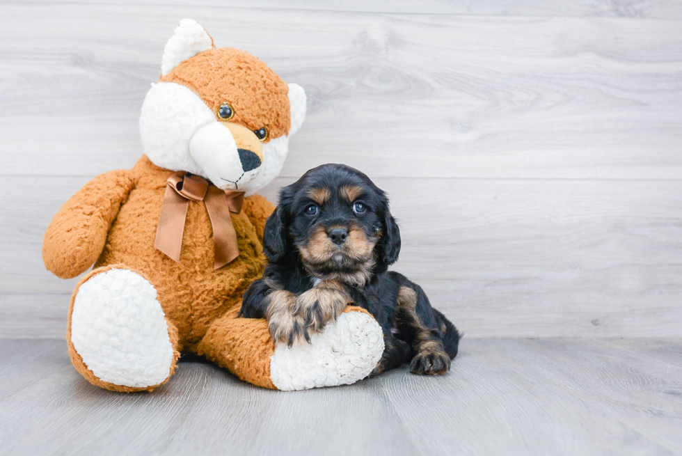 Playful Cavalier King Charles Spaniel Purebred Pup