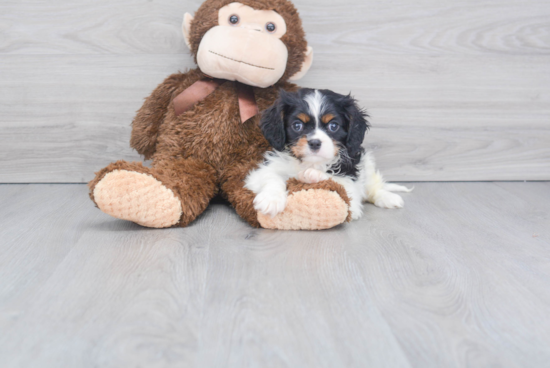 Sweet Cavalier King Charles Spaniel Purebred Puppy