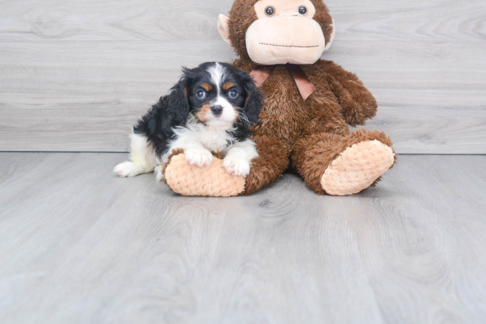 Popular Cavalier King Charles Spaniel Baby