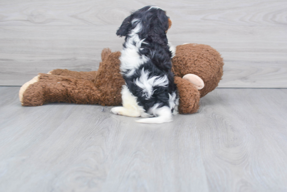 Cavalier King Charles Spaniel Puppy for Adoption