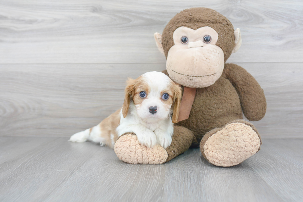 Little Cavalier King Charles Spaniel Purebred Pup