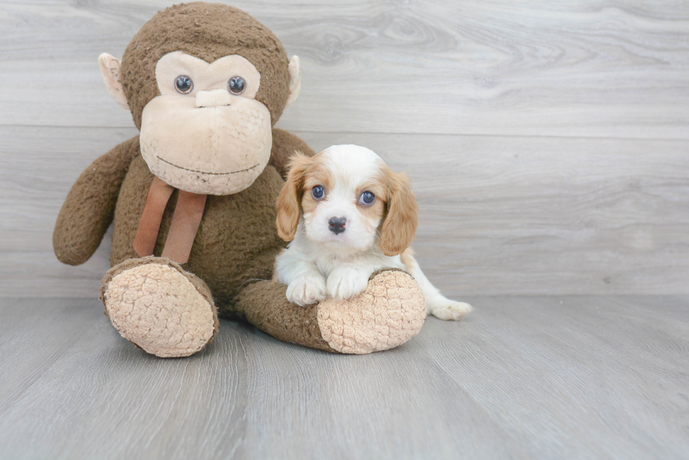 Best Cavalier King Charles Spaniel Baby