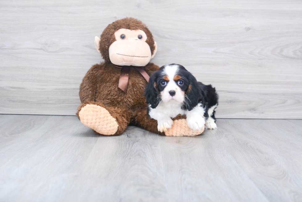 Best Cavalier King Charles Spaniel Baby