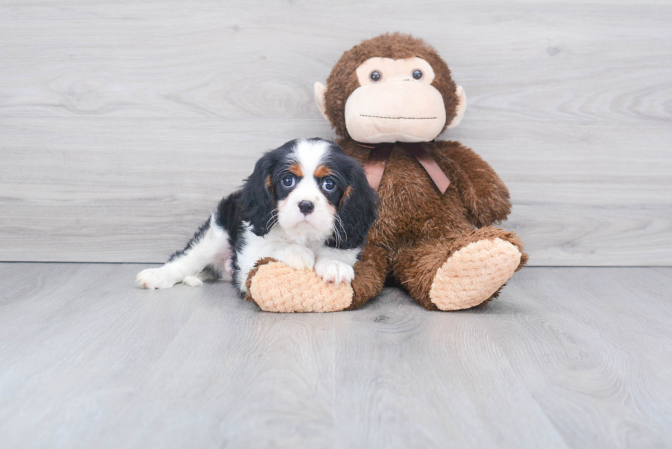 Popular Cavalier King Charles Spaniel Baby