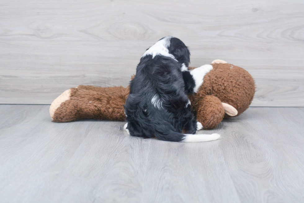 Cavalier King Charles Spaniel Pup Being Cute