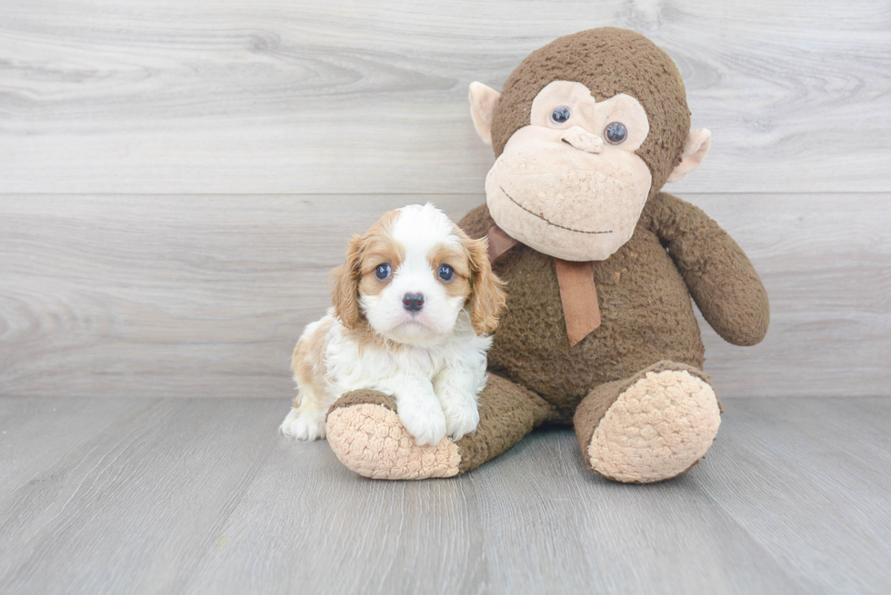 Cute Cavalier King Charles Spaniel Purebred Puppy