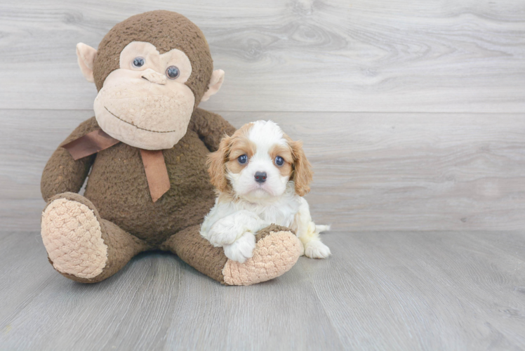 Cavalier King Charles Spaniel Puppy for Adoption