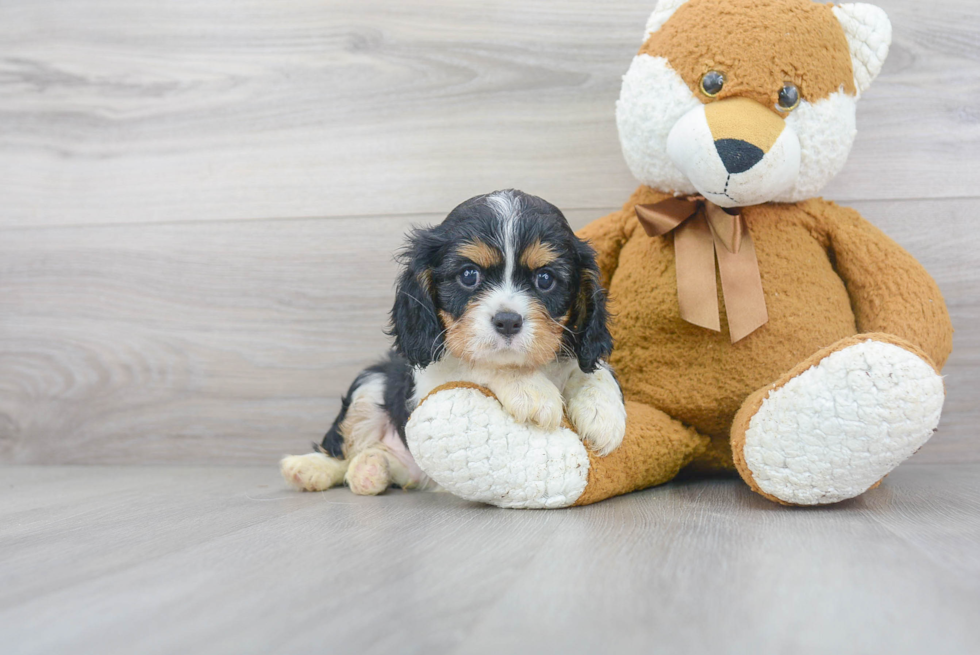 Funny Cavalier King Charles Spaniel Purebred Pup