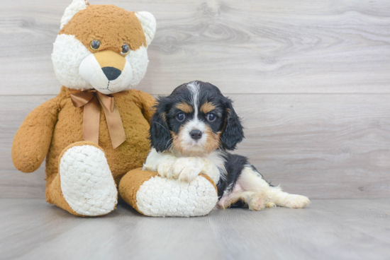 Best Cavalier King Charles Spaniel Baby