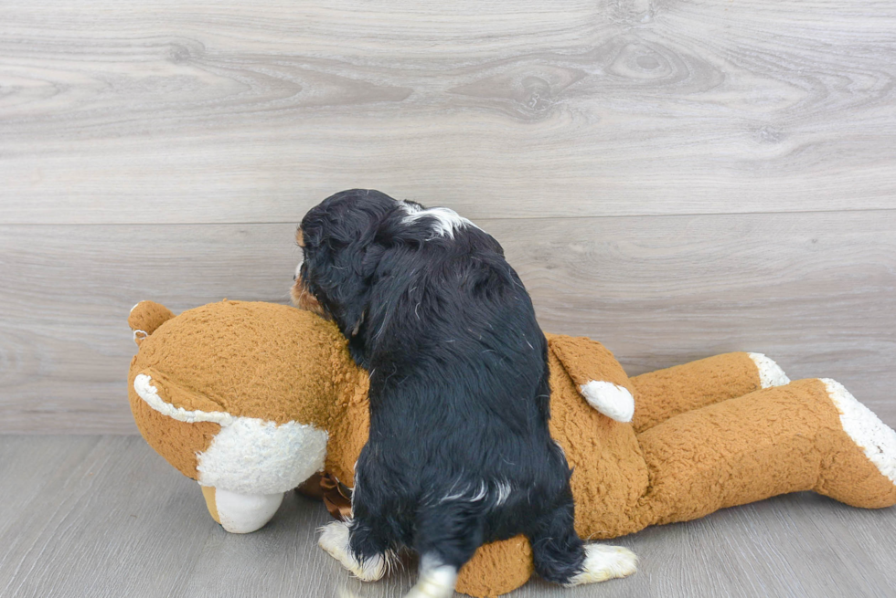 Adorable Cavalier King Charles Spaniel Purebred Puppy