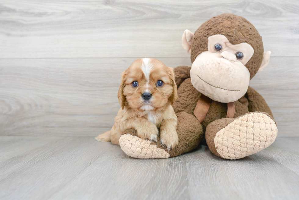 Cavalier King Charles Spaniel Puppy for Adoption