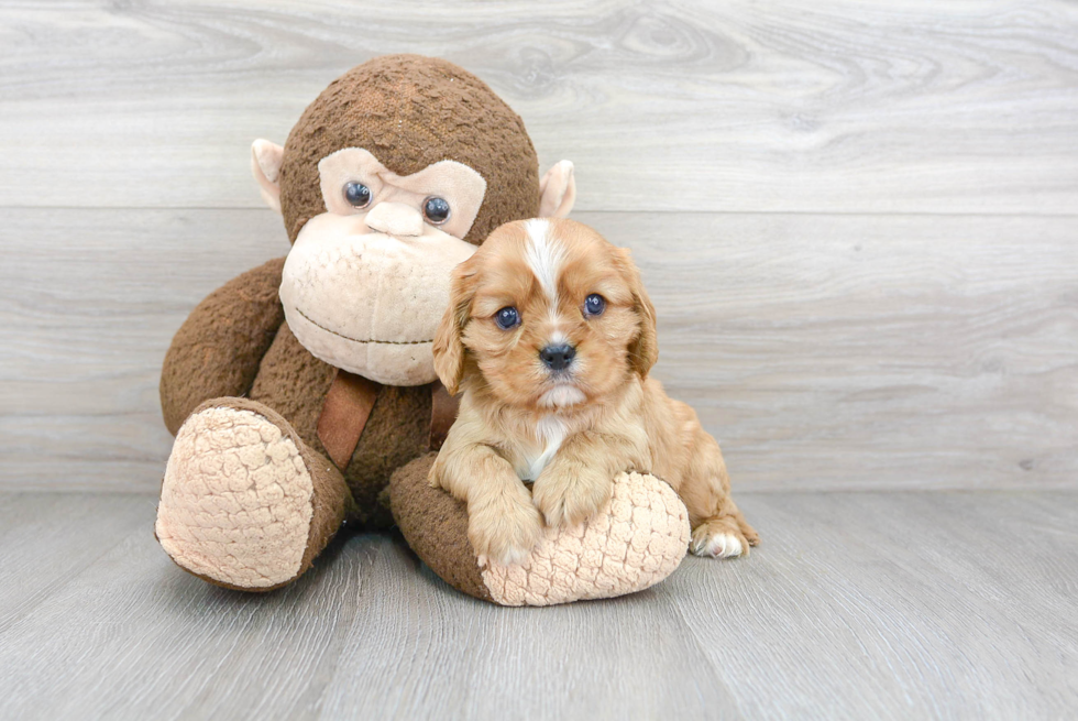 Hypoallergenic Cavalier King Charles Spaniel Purebred Pup