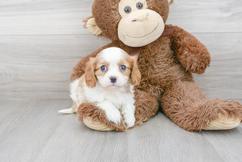 Cavalier King Charles Spaniel Pup Being Cute