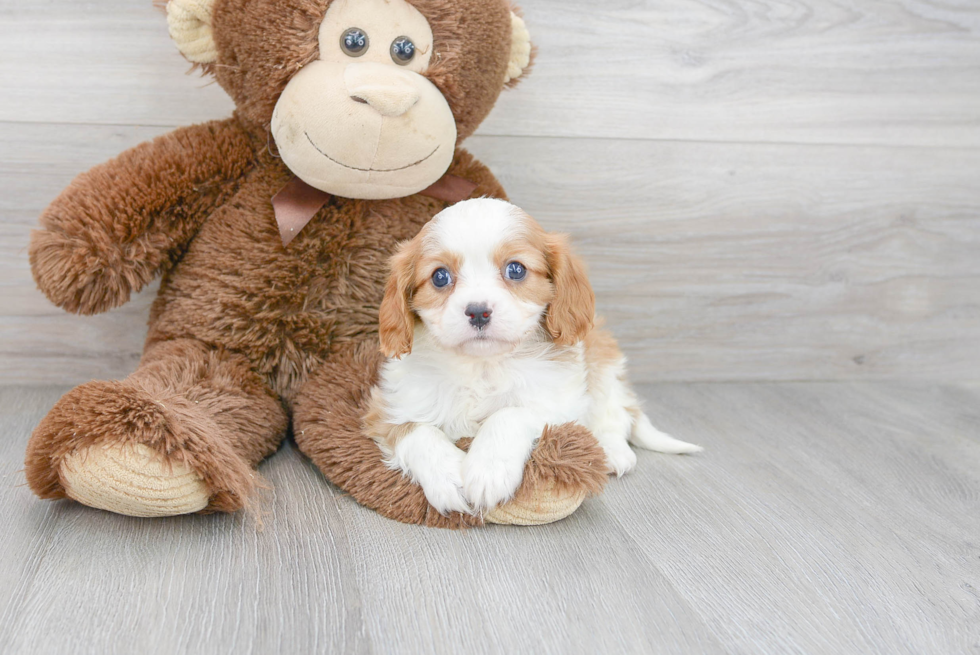 Cavalier King Charles Spaniel Puppy for Adoption