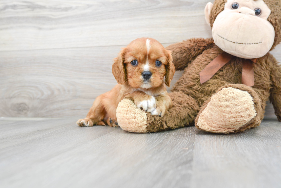 Friendly Cavalier King Charles Spaniel Baby