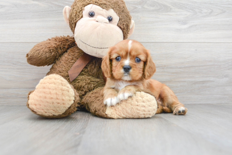 Hypoallergenic Cavalier King Charles Spaniel Purebred Pup