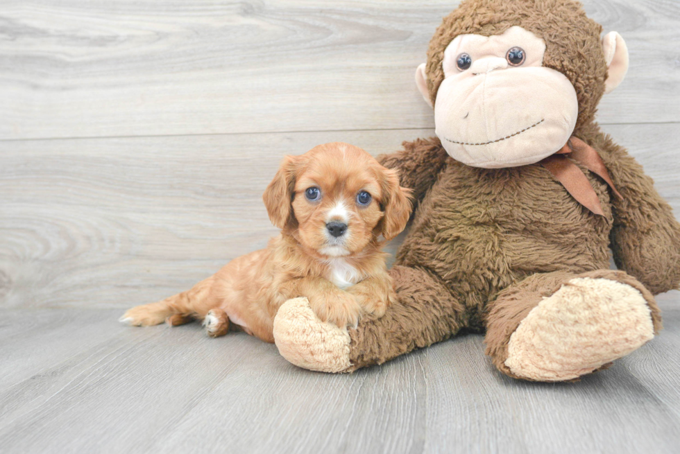 Cavalier King Charles Spaniel Pup Being Cute