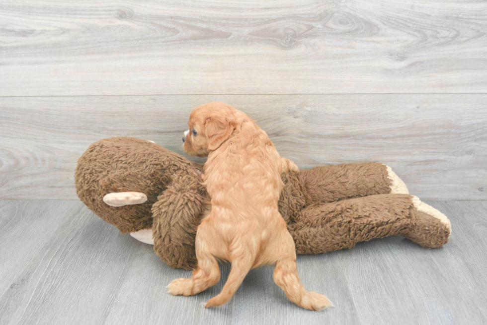 Playful Cavalier King Charles Spaniel Purebred Pup