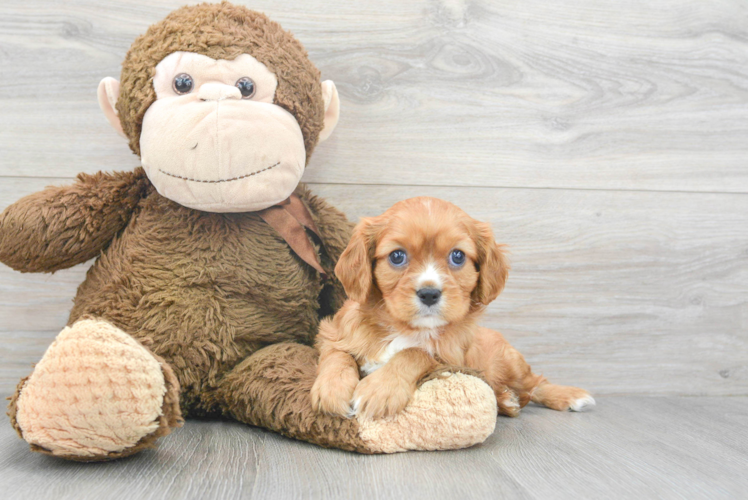 Akc Registered Cavalier King Charles Spaniel Baby