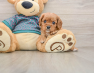 5 week old Cavalier King Charles Spaniel Puppy For Sale - Premier Pups