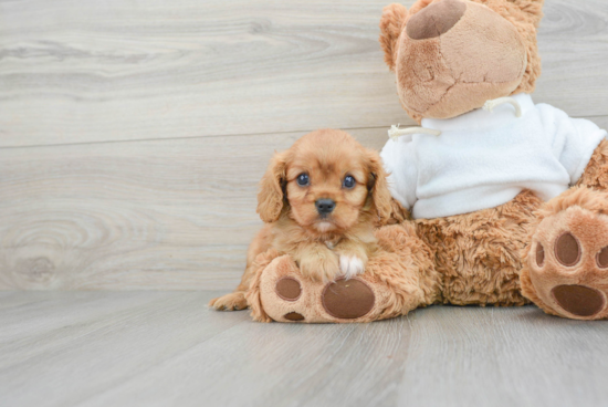 Cavalier King Charles Spaniel Pup Being Cute