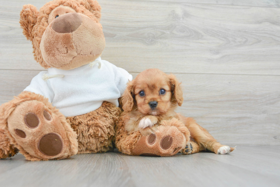 Best Cavalier King Charles Spaniel Baby